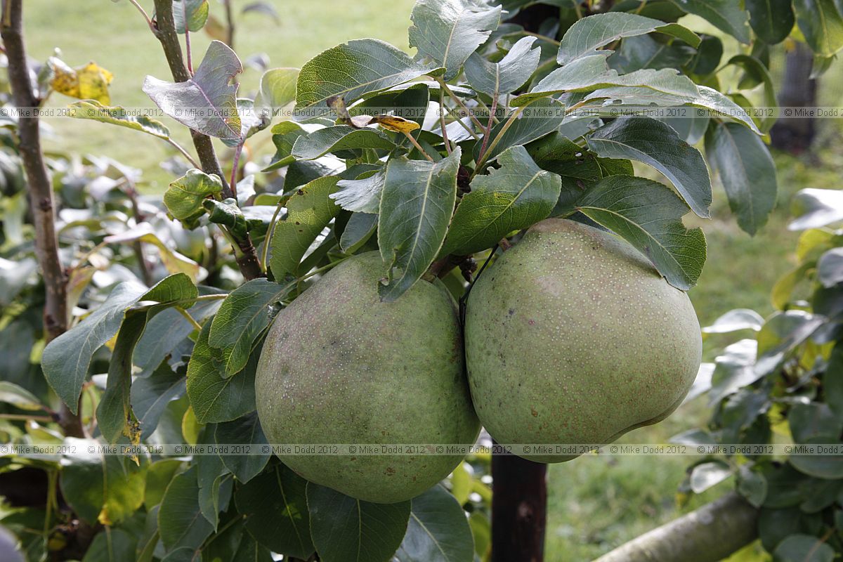 Pyrus communis 'Bellissime D'Hiver' Pear