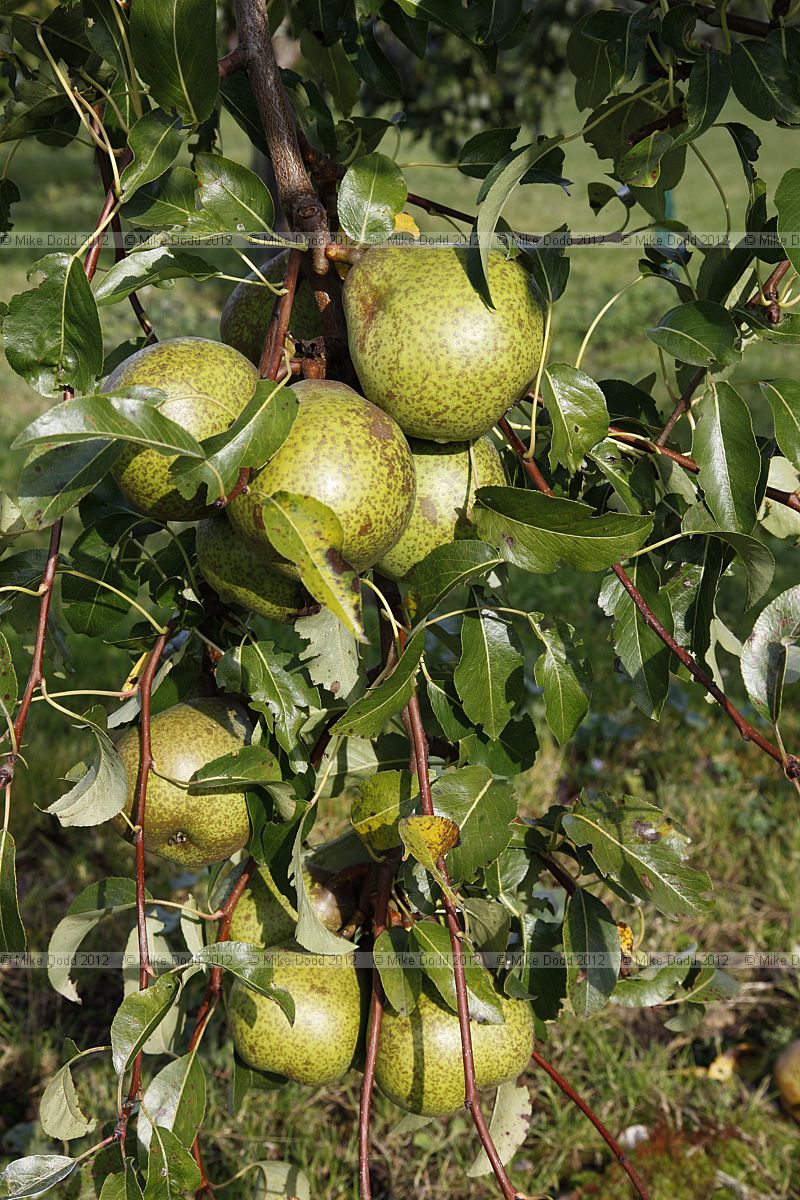Pyrus communis 'Bergamotte Esperen' Pear