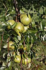 Pyrus communis 'Bergamotte Esperen' Pear