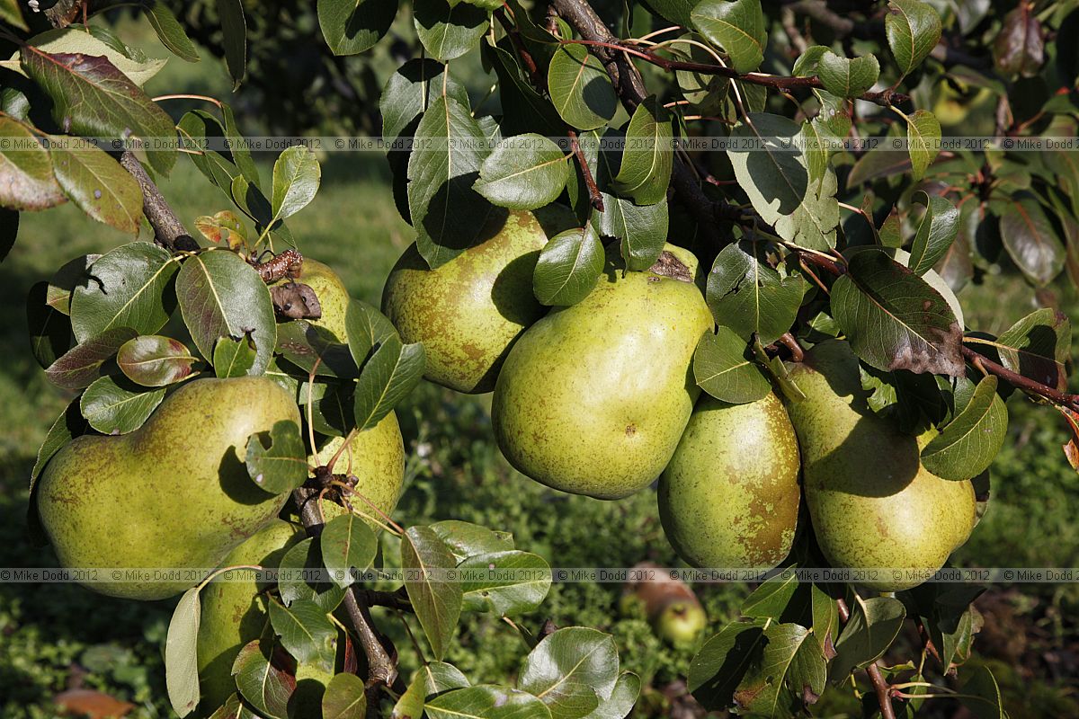 Pyrus communis 'Beurre Bachelier' Pear
