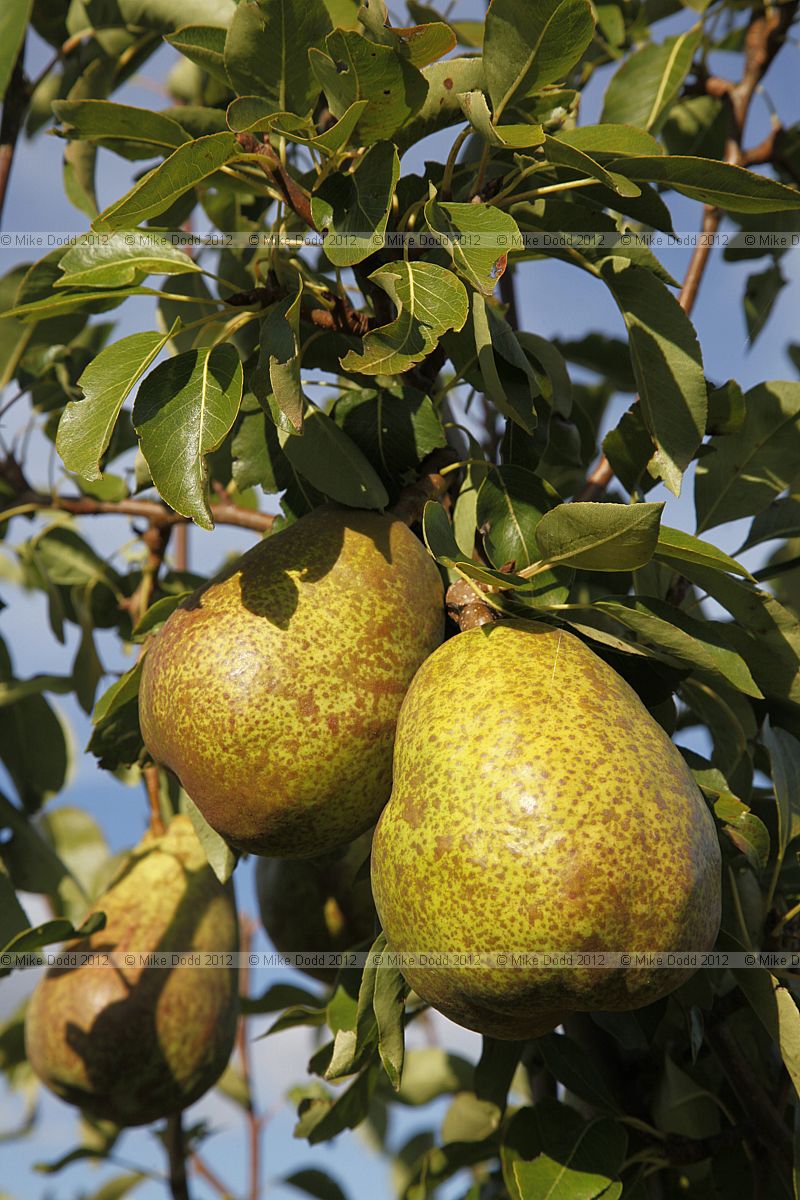 Pyrus communis 'Duchesse D'Angouleme' Pear