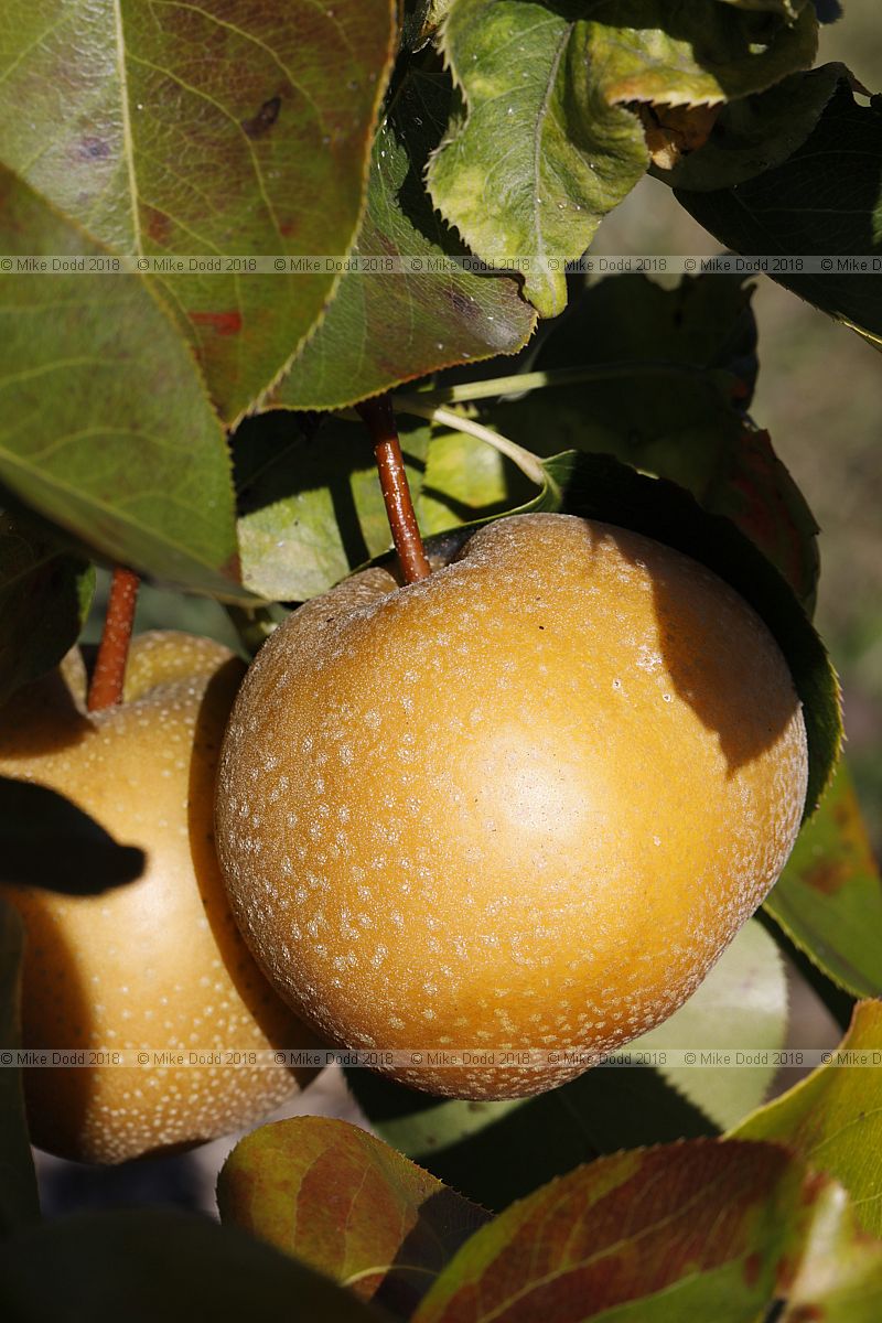 Pyrus communis 'Nitaka'