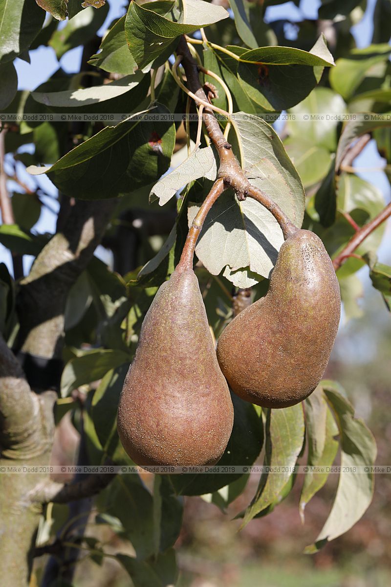 Pyrus communis 'Ovid'