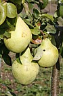 Pear 'Beurre Six' from 1860's