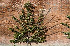 Pears trained against a wall in a walled garden