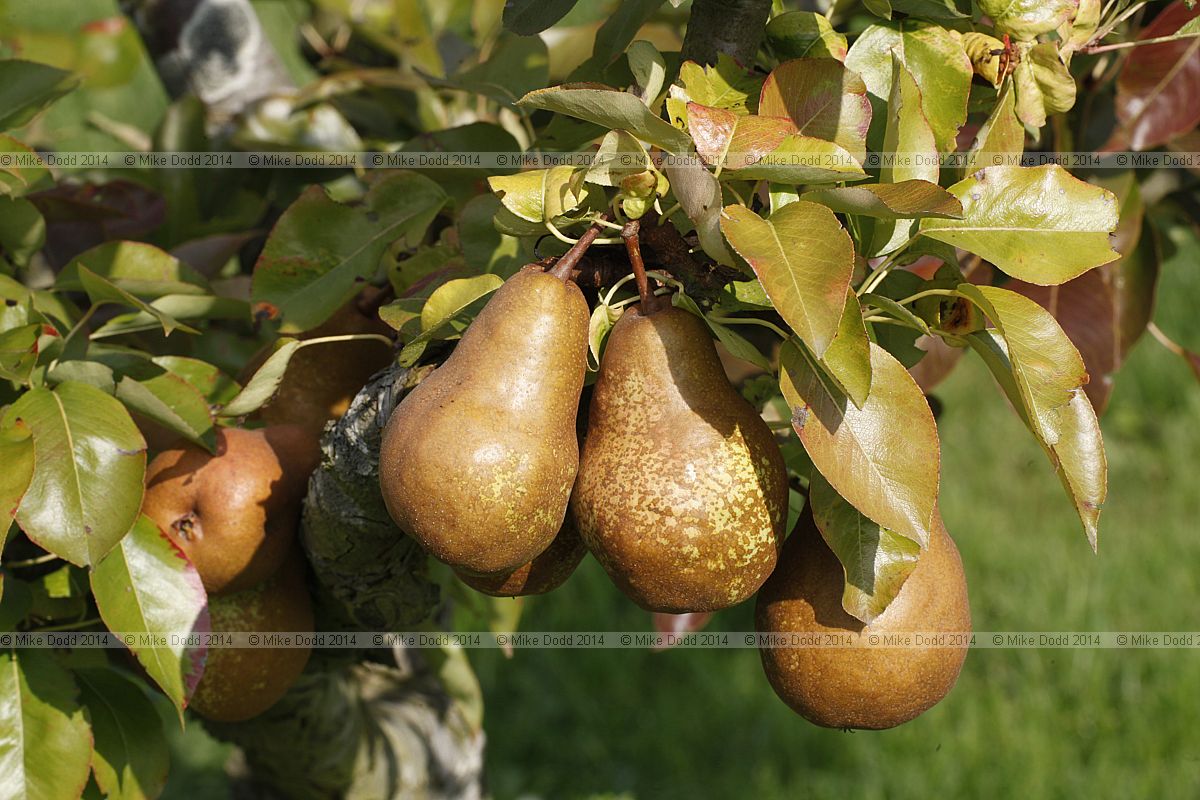 Pyrus communis subsp. communis pear 'Belle de Soignies'