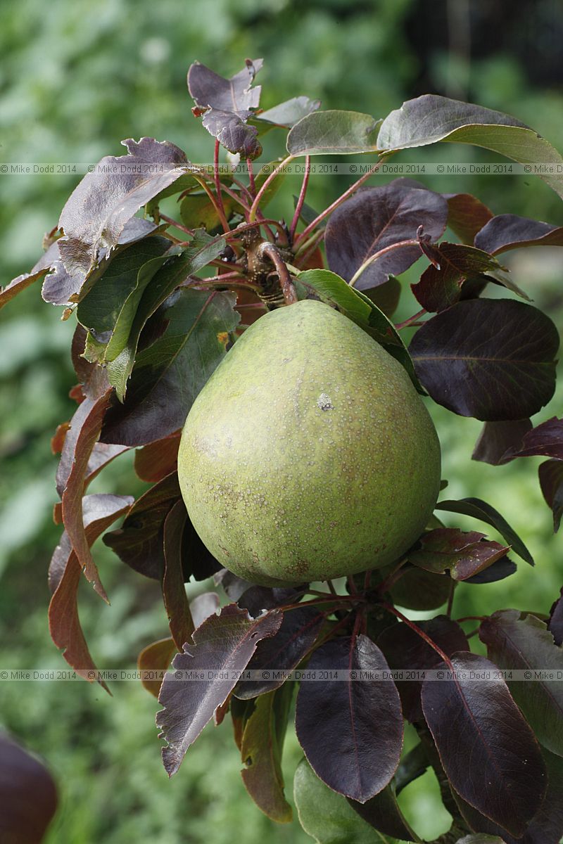 Pyrus communis subsp. communis pear 'Bellissime d'Hiver'