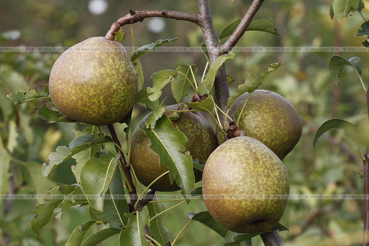 Pyrus communis subsp. communis pear 'Bergamotte Esperen'