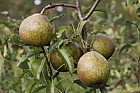Pyrus communis subsp. communis pear 'Bergamotte Esperen'