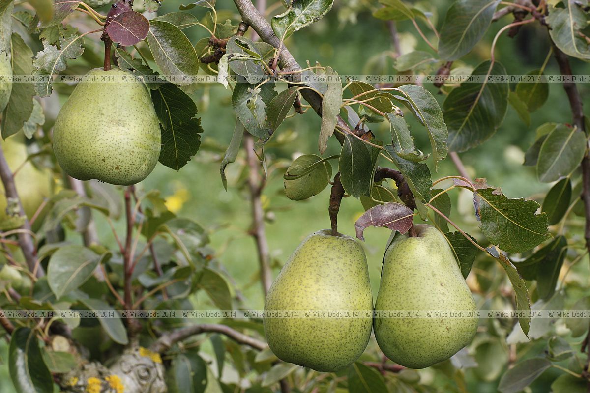 Pyrus communis subsp. communis pear 'Beurre Alexandre Lucas'