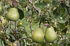 Pyrus communis subsp. communis pear 'Beurre Alexandre Lucas'