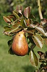 Pyrus communis subsp. communis pear 'Beurre Clairgeau'