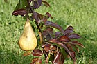 Pyrus communis subsp. communis pear 'Beurre Jean Van Geert'