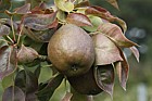 Pyrus communis subsp. communis pear 'Black Worcester'
