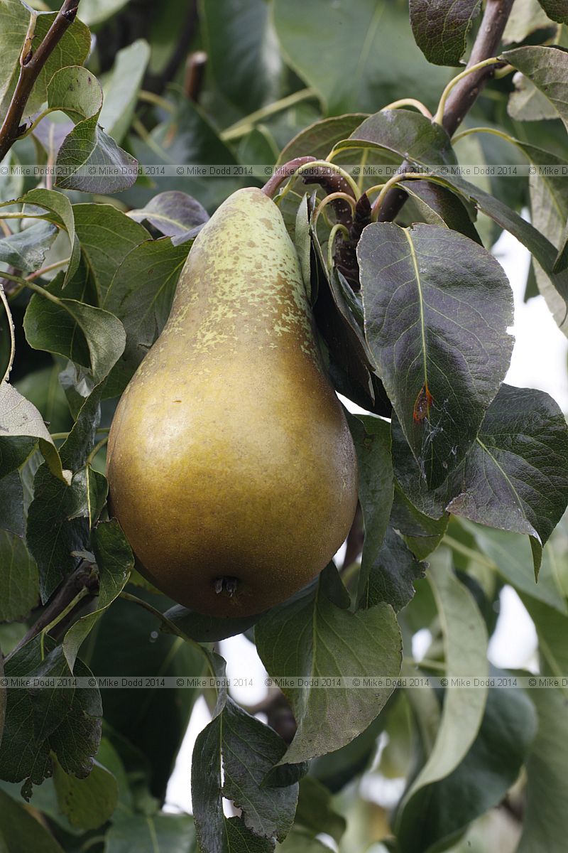 Pyrus communis subsp. communis pear 'Conference'