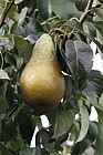 Pyrus communis subsp. communis pear 'Conference'