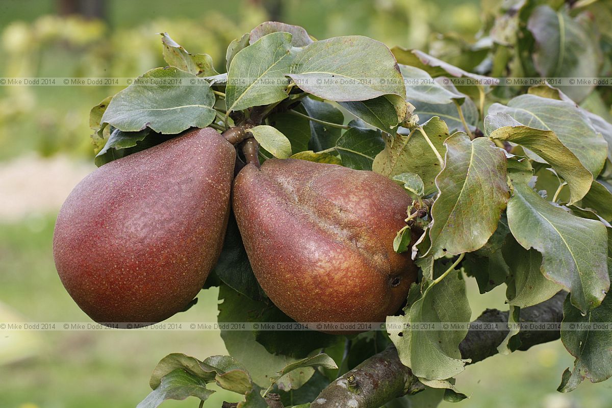 Pyrus communis subsp. communis pear 'Double de Guerre'