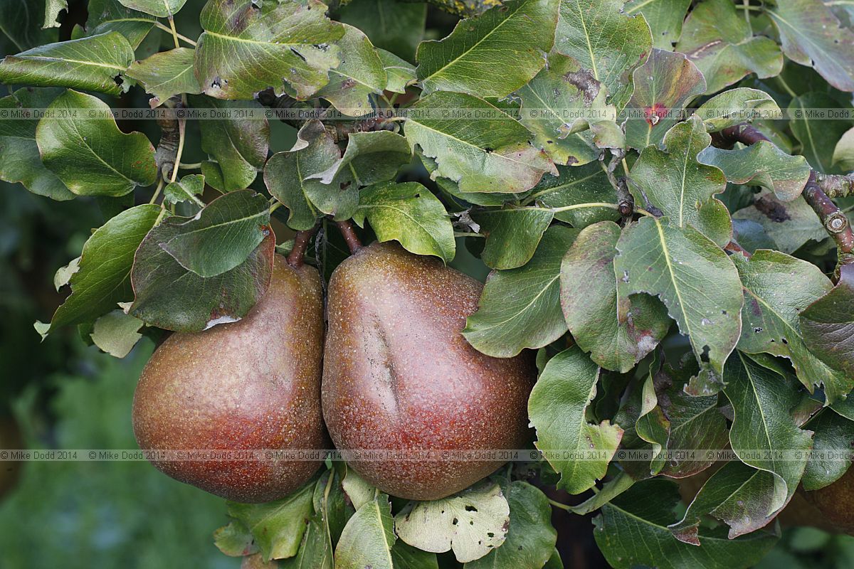 Pyrus communis subsp. communis pear 'Double de Guerre'