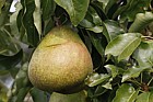 Pyrus communis subsp. communis pear 'Doyenne du Comice'