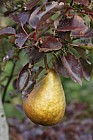 Pyrus communis subsp. communis pear 'Durondeau'