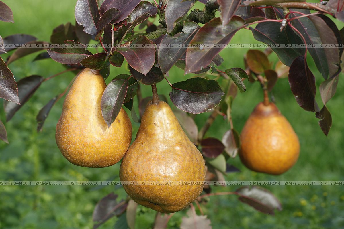 Pyrus communis subsp. communis pear 'Durondeau'