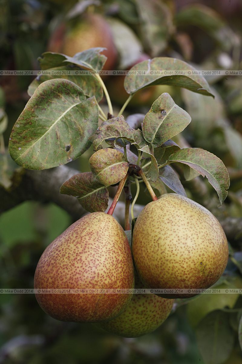 Pyrus communis subsp. communis pear 'Forelle'