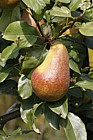 Pyrus communis subsp. communis pear 'Jules d'Airolles'