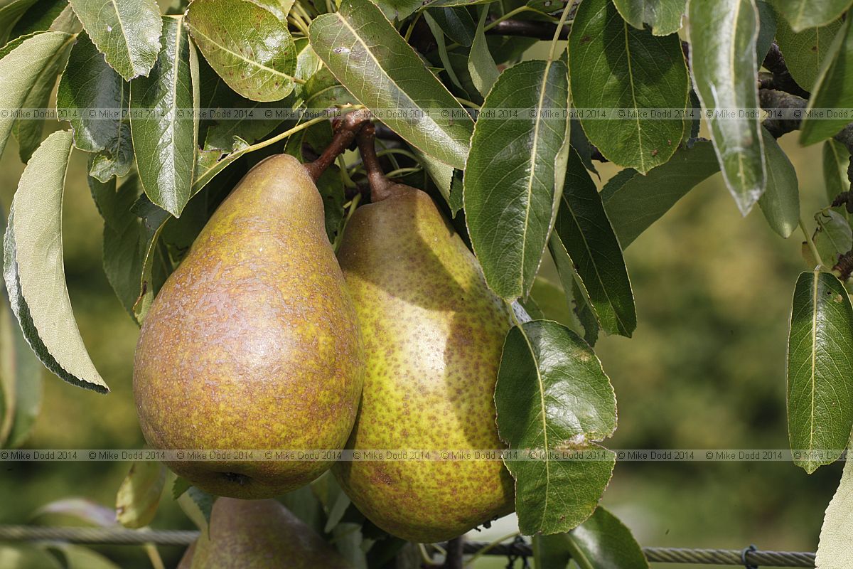 Pyrus communis subsp. communis pear 'Louise Bonne of Jersey'