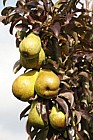 Pyrus communis subsp. communis pear 'Princess'