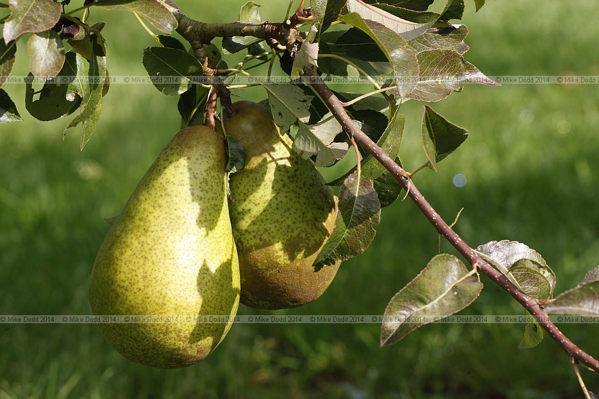 Pyrus communis subsp. communis pear 'Princess'