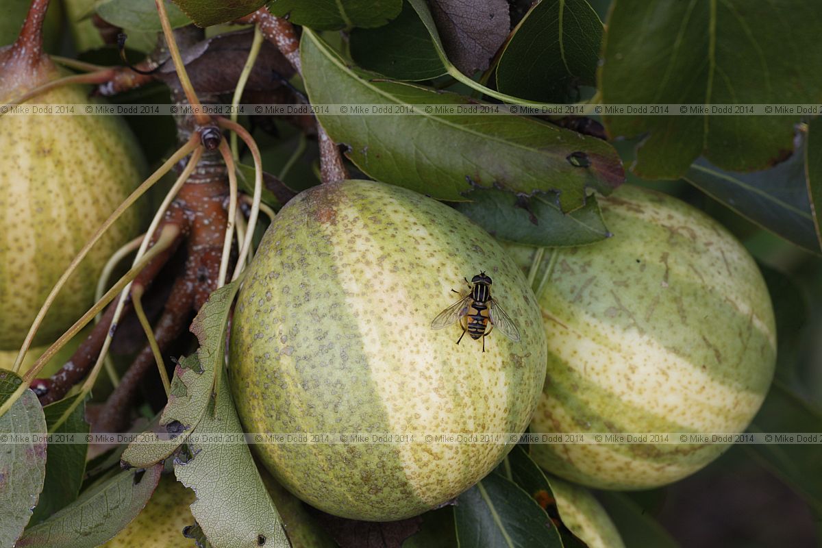 Pyrus communis subsp. communis pear 'Pysanka' (Humbug pear)