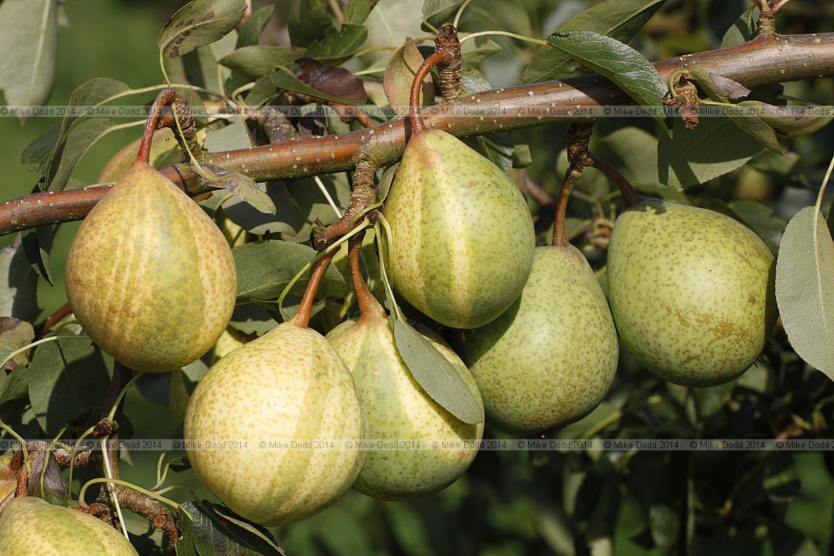 Pyrus communis subsp. communis pear 'Pysanka' (Humbug pear)