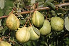 Pyrus communis subsp. communis pear 'Pysanka' (Humbug pear)