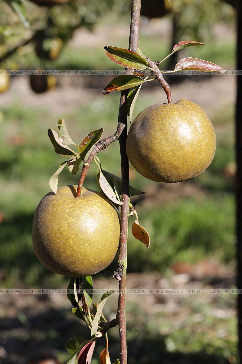 Pyrus communis 'Winter Nelis'