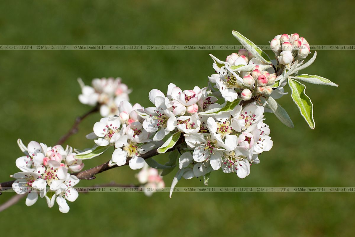 Pyrus nivalis Snow Pear