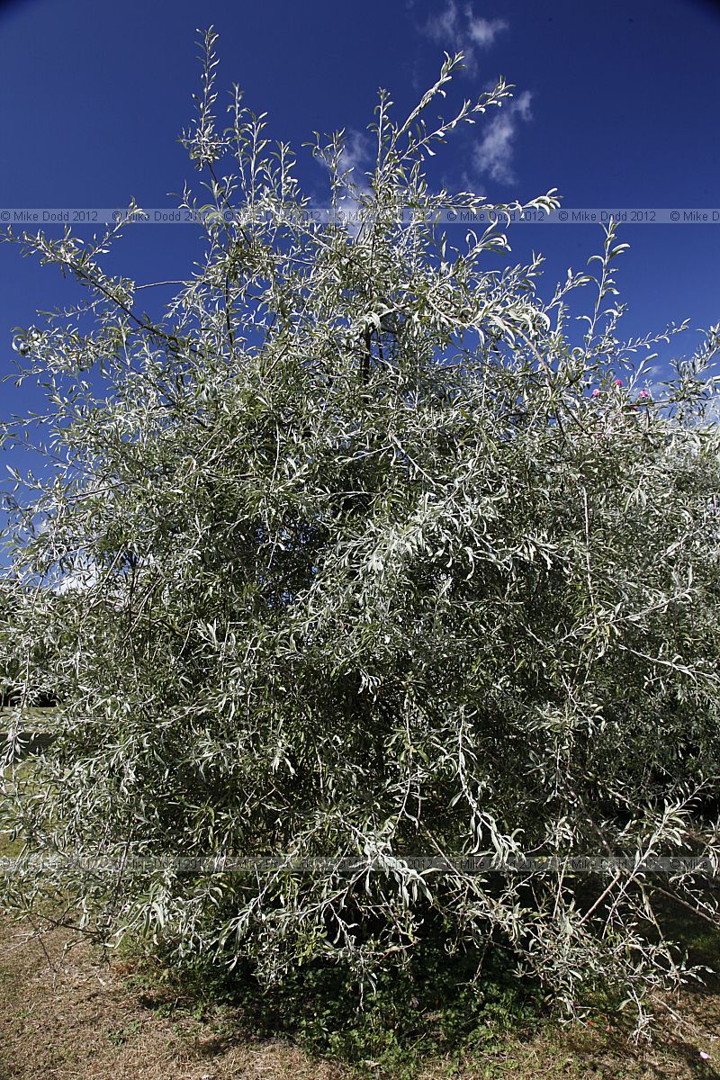 Pyrus salicifolia 'Pendula'