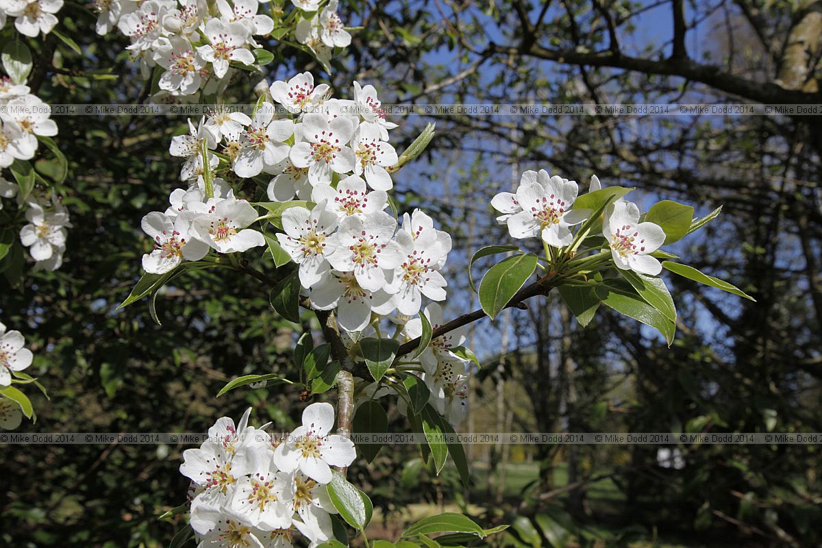 Pyrus syriaca