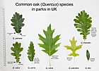 Quercus common species