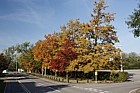 Quercus species showing autumn colour