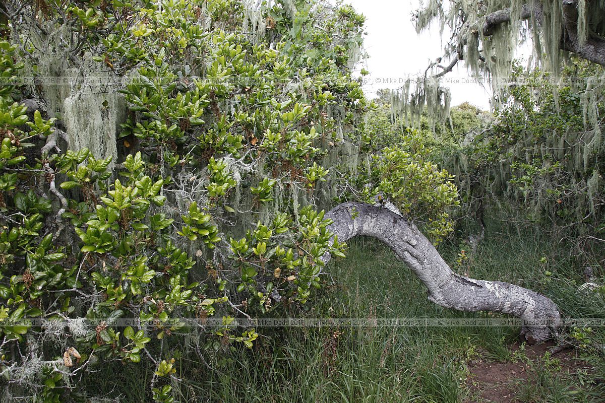 Quercus agrifolia California live oak