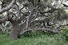 Quercus agrifolia California live oak