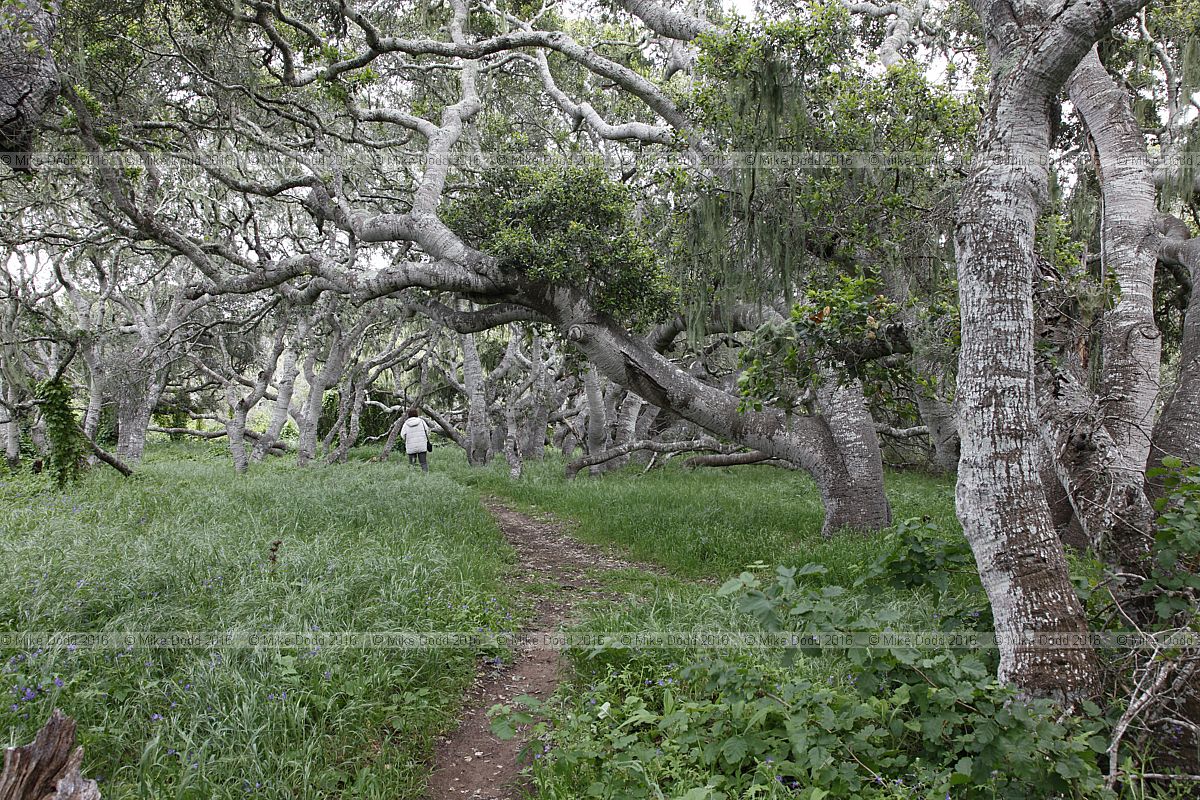 Quercus agrifolia California live oak