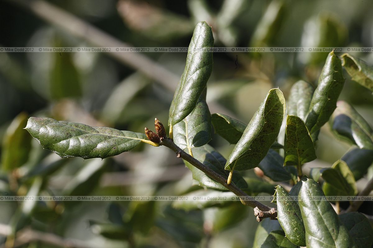 Quercus agrifolia Encina Live Oak