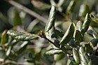 Quercus agrifolia Encina Live Oak