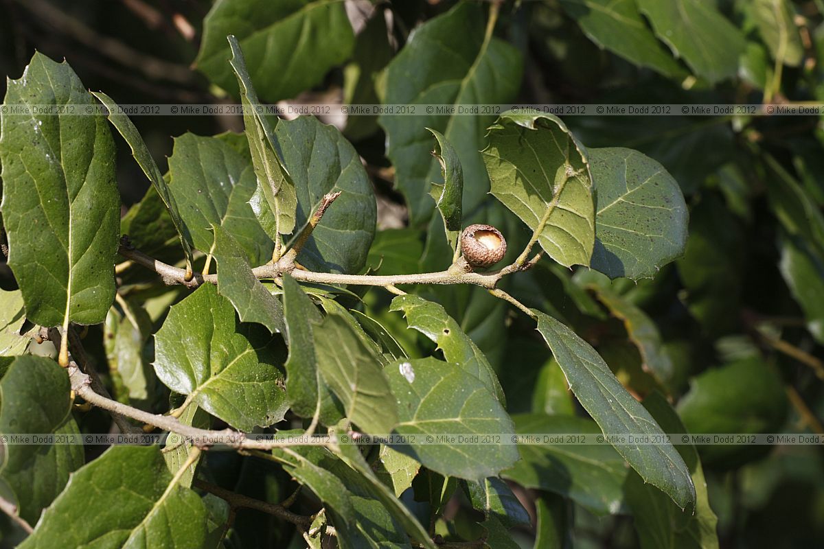 Quercus agrifolia Encina Live Oak