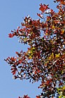 Quercus alba White oak