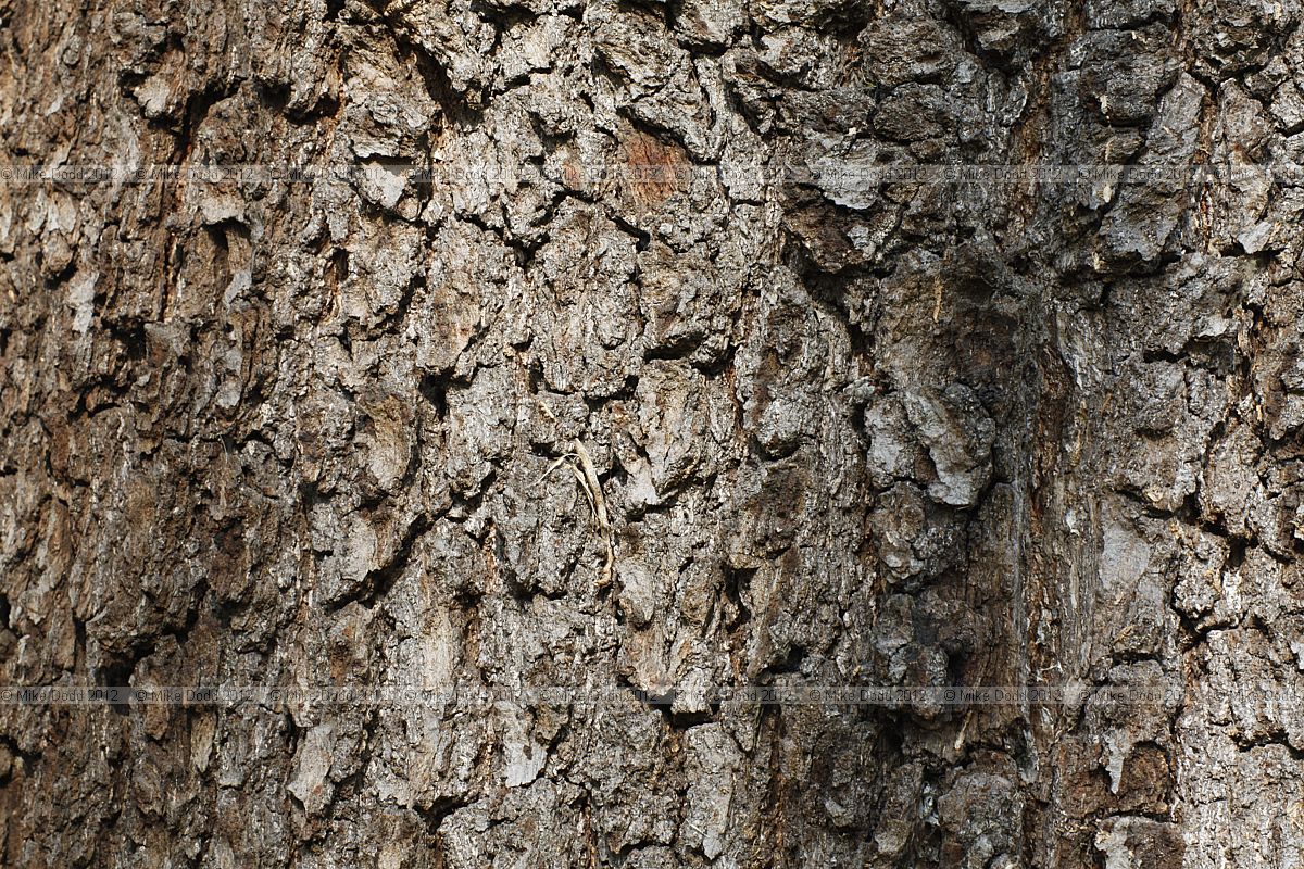 Quercus canariensis Algerian Oak