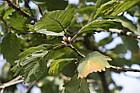Quercus canariensis Algerian Oak