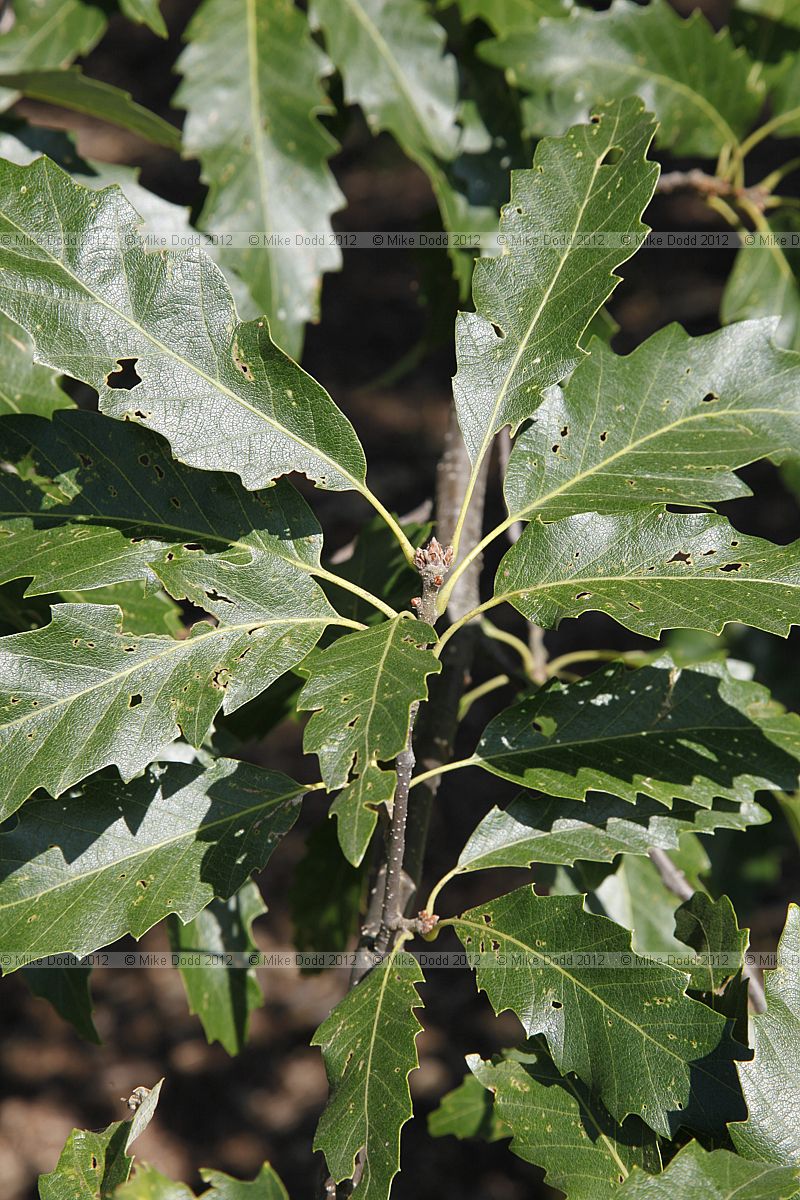 Quercus castaneifolia Chestnut-leaved oak
