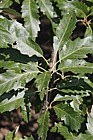 Quercus castaneifolia Chestnut-leaved oak